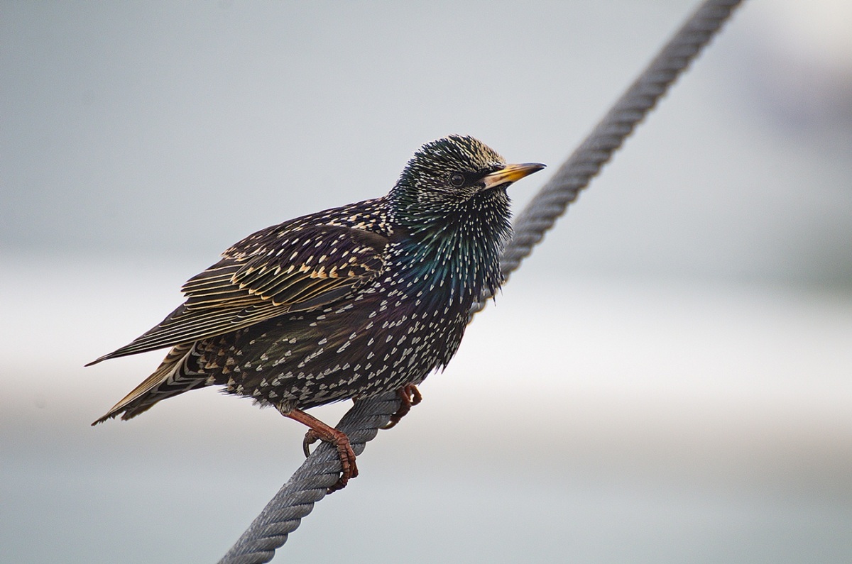 Common Starling