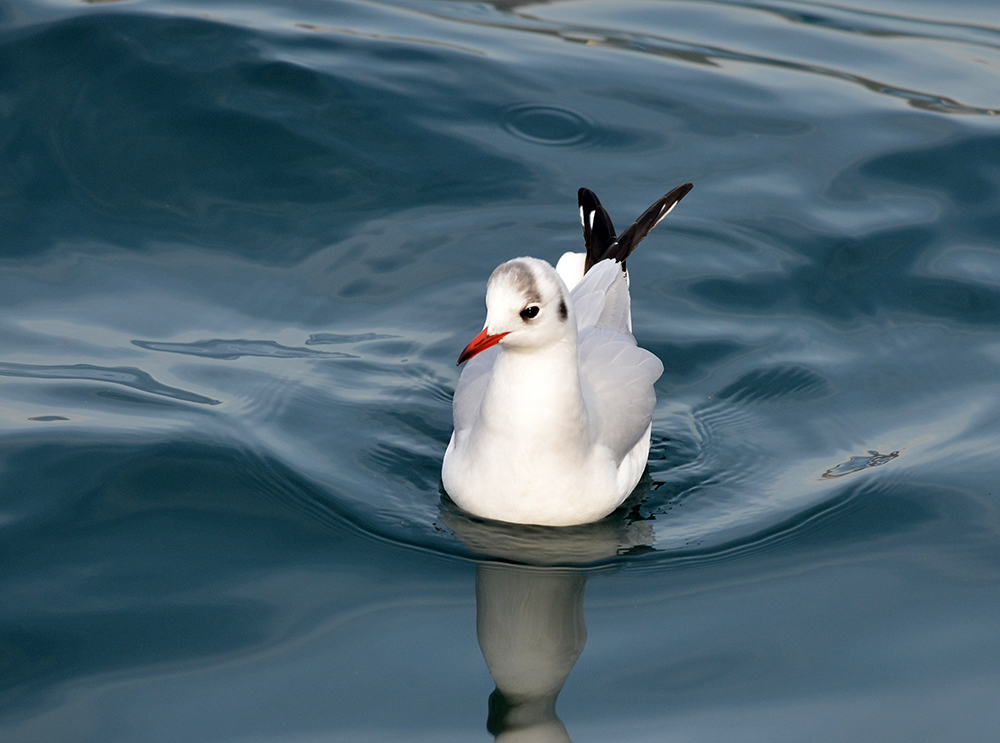 Black-headed Gull