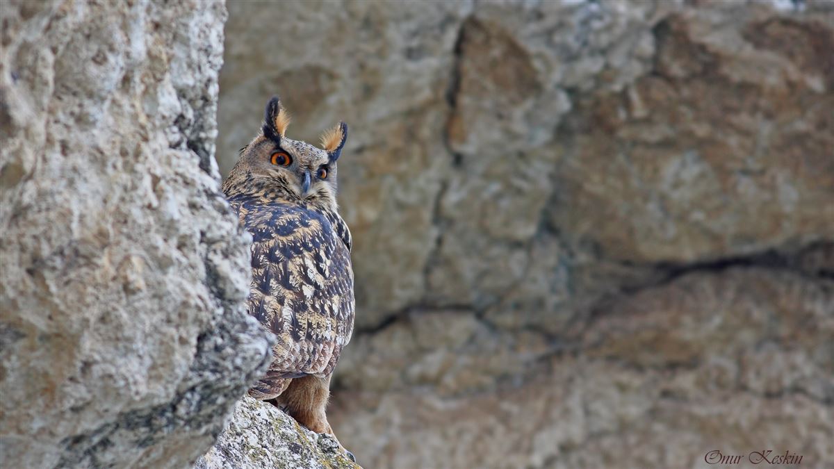 Eurasian Eagle-Owl