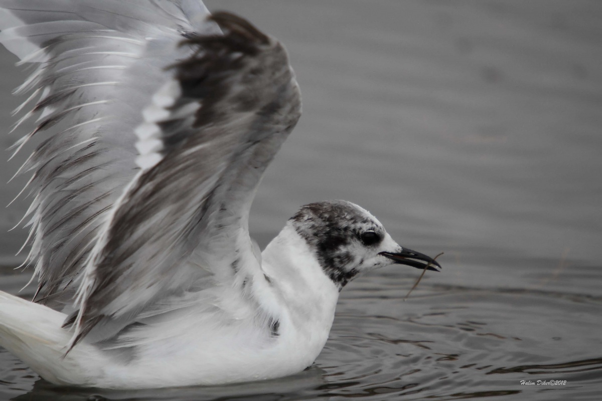 Little Gull