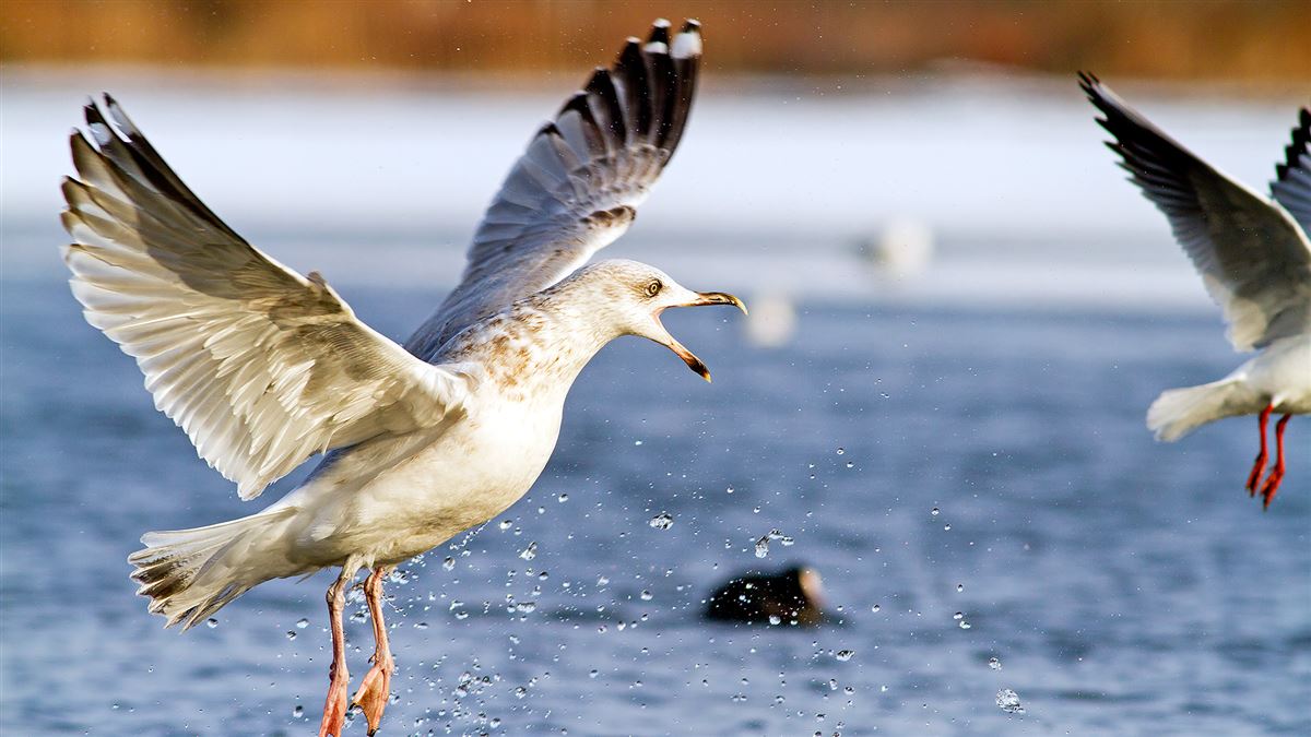 European Herring Gull