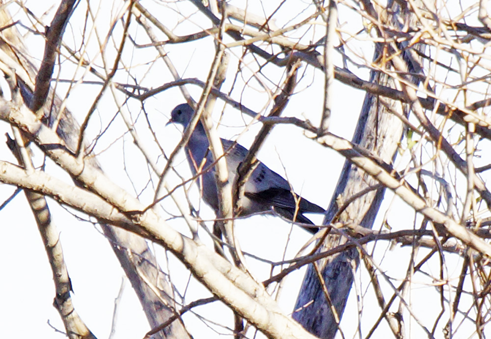 Stock Dove
