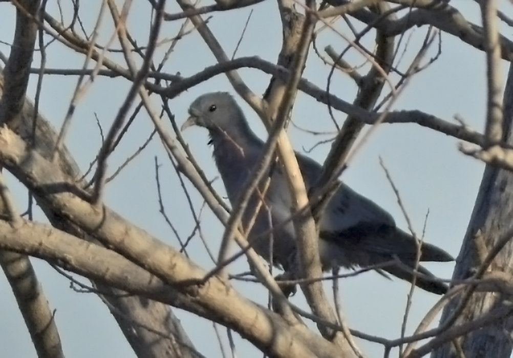 Stock Dove