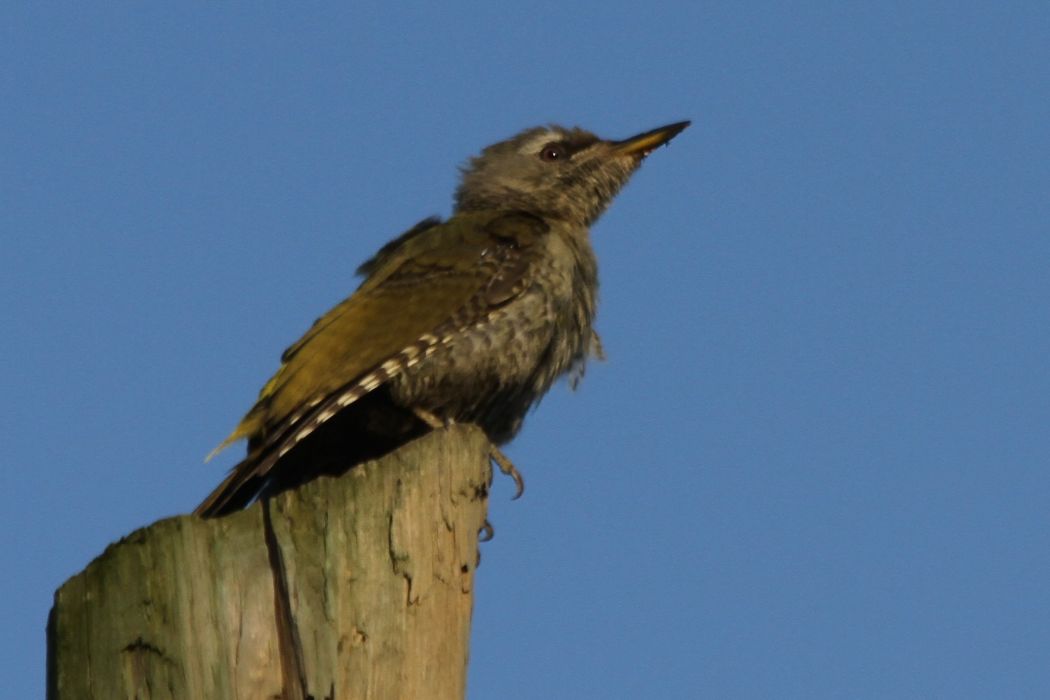 Grey-headed Woodpecker