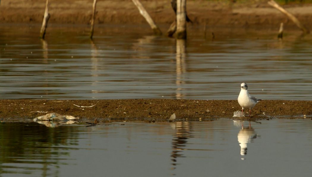 Little Gull
