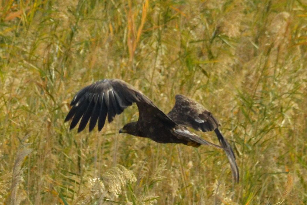 Greater Spotted Eagle