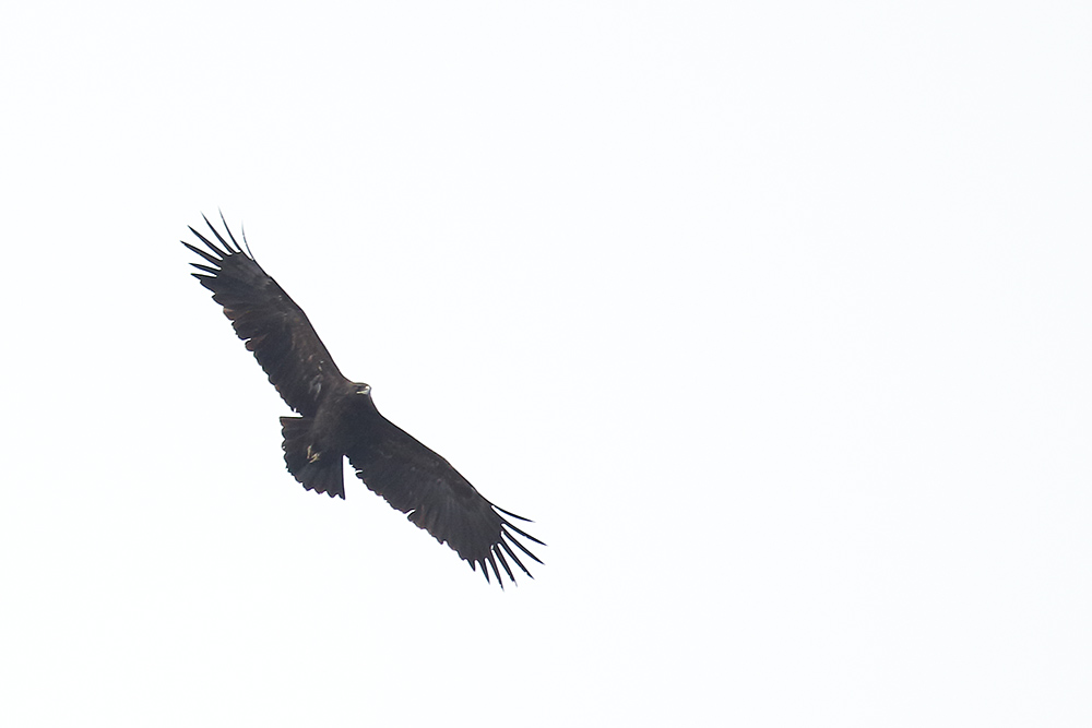 Greater Spotted Eagle
