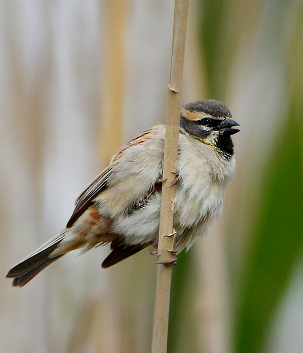 Dead Sea Sparrow
