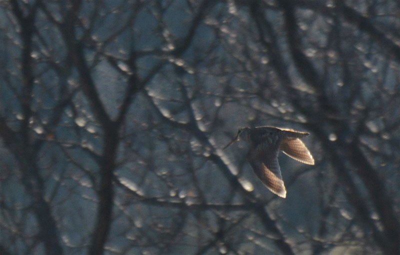 Eurasian Woodcock