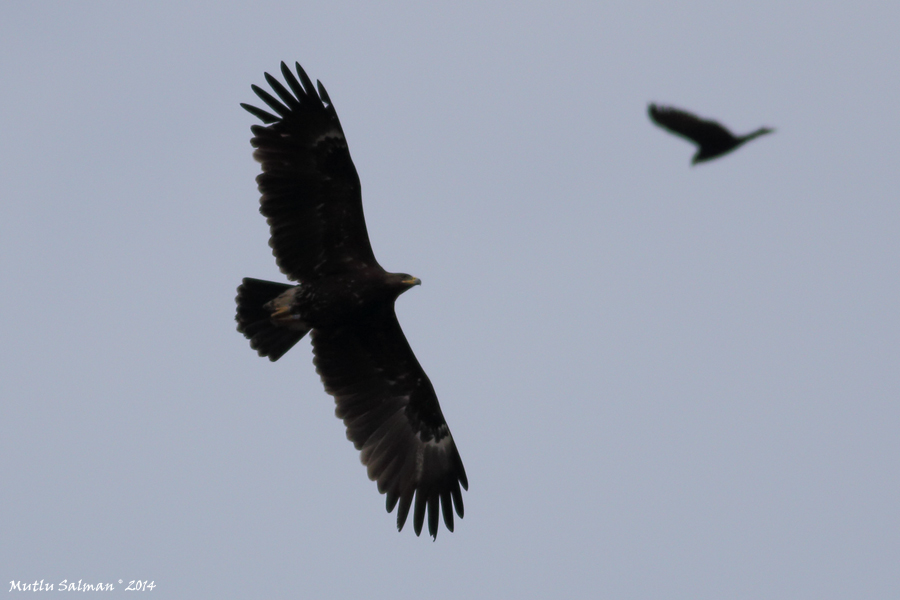 Greater Spotted Eagle