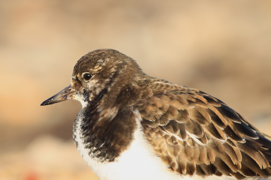 Ruddy Turnstone