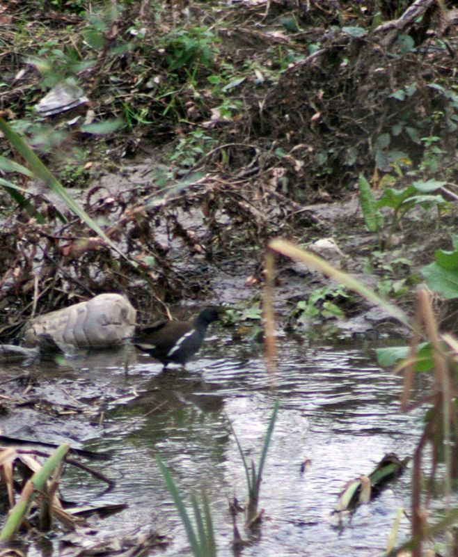 Common Moorhen