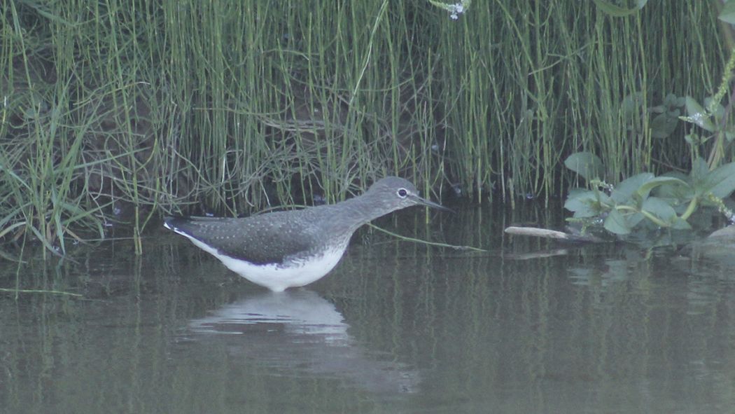 Green Sandpiper