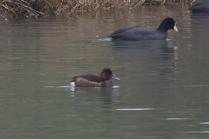 Ferruginous Duck