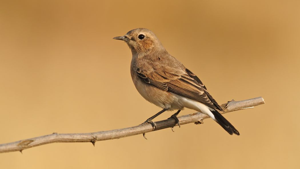 Northern Wheatear