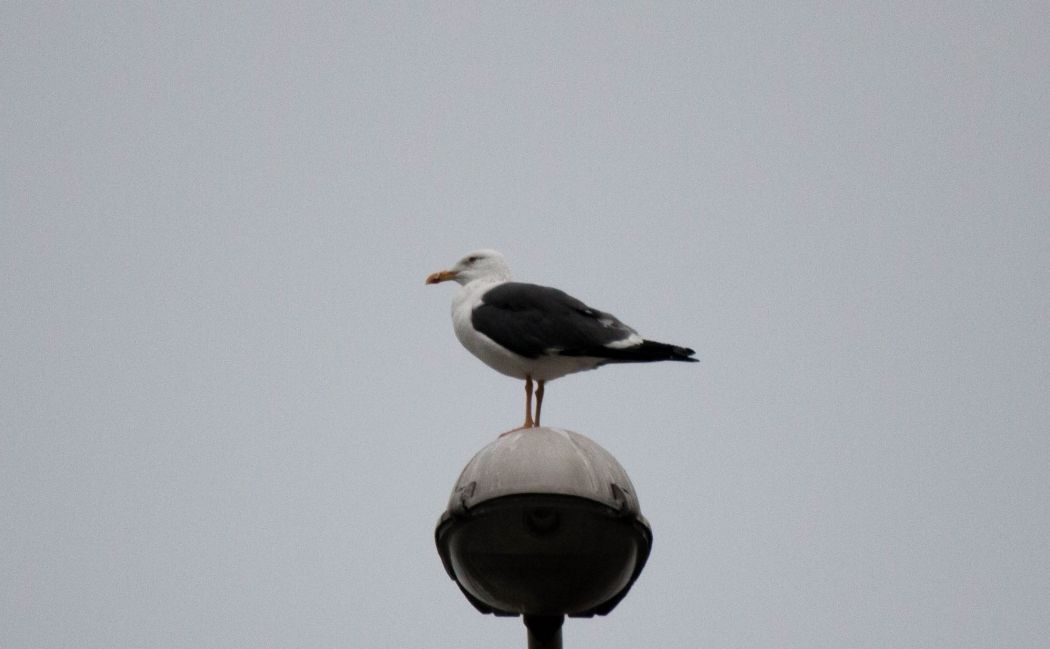 Lesser Black-backed Gull