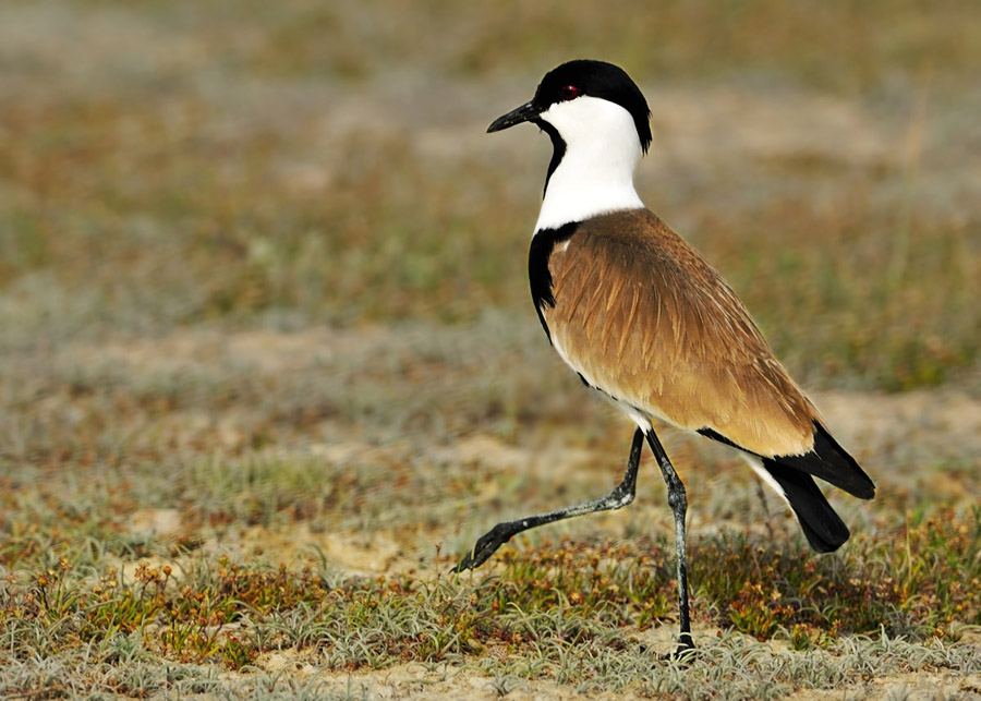 Spur-winged Lapwing
