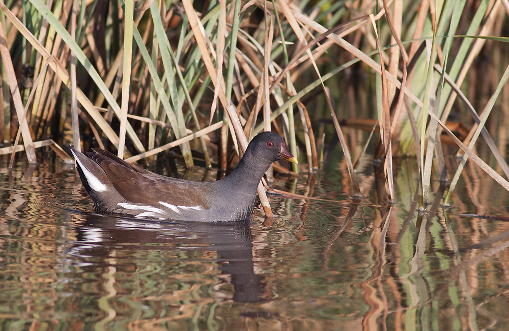 Common Moorhen