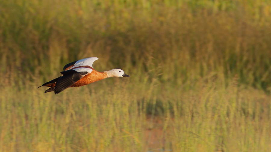 Ruddy Shelduck