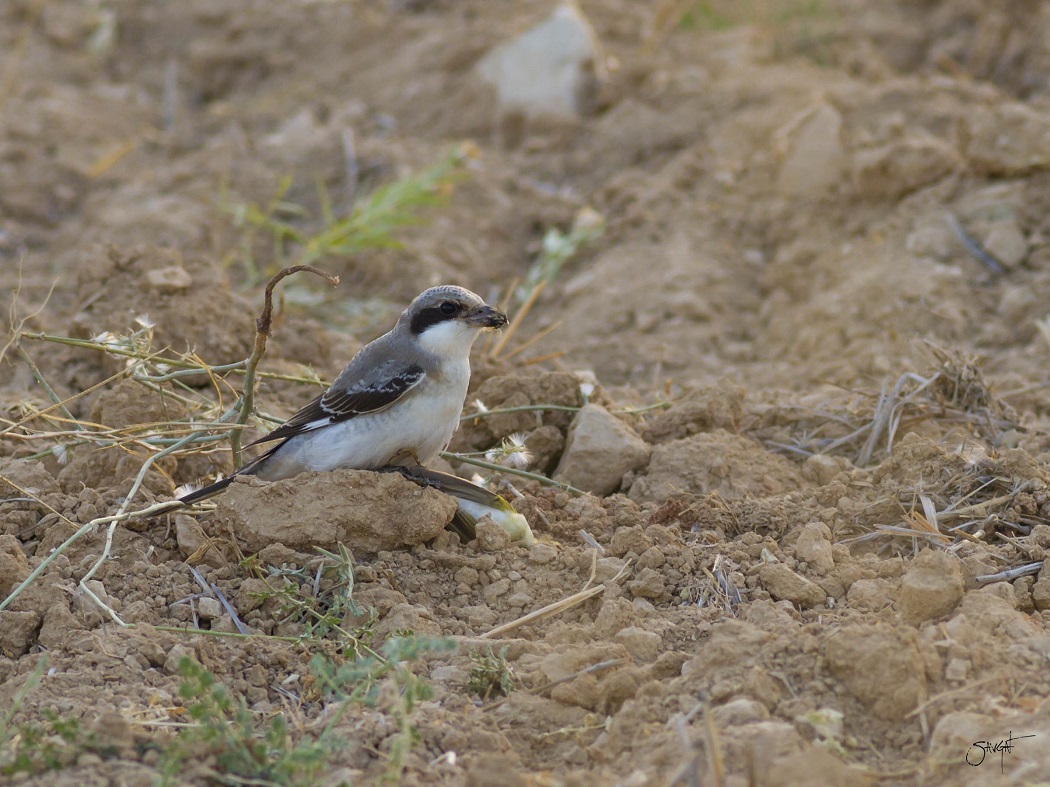 Lesser Grey Shrike