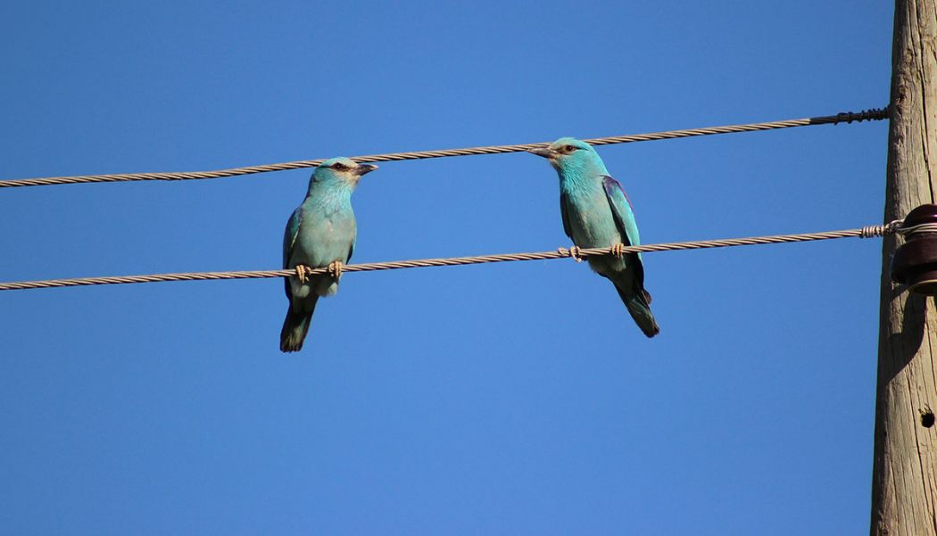 European Roller