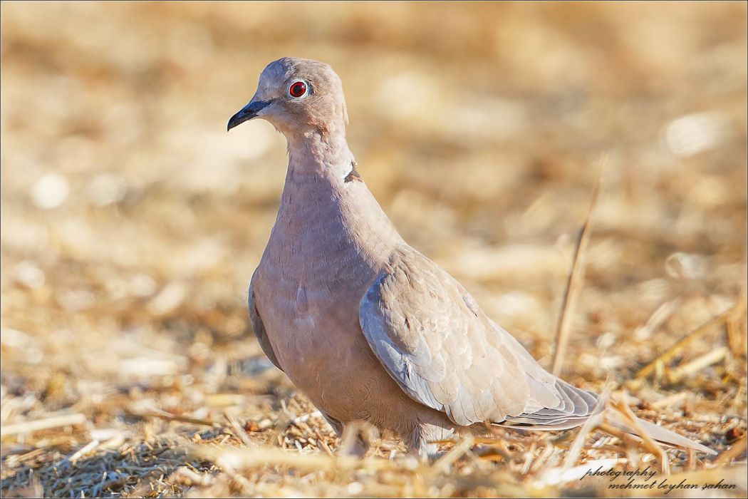 Eurasian Collared Dove