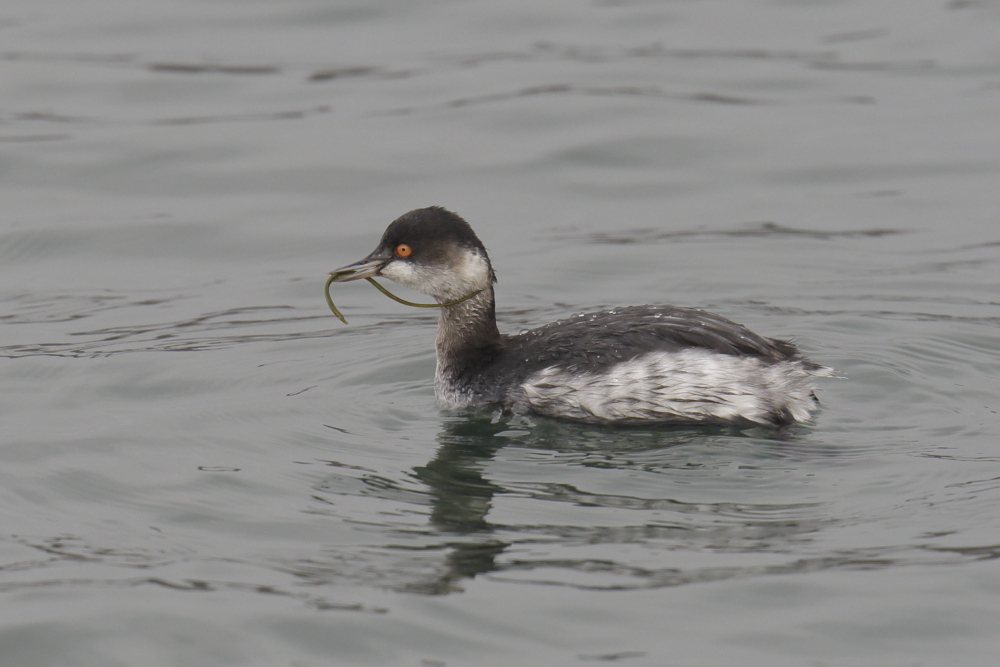 Black-necked Grebe