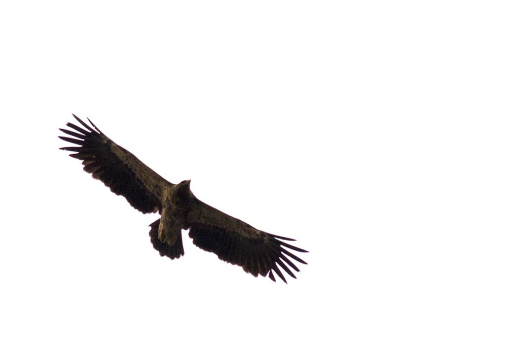 Lesser Spotted Eagle