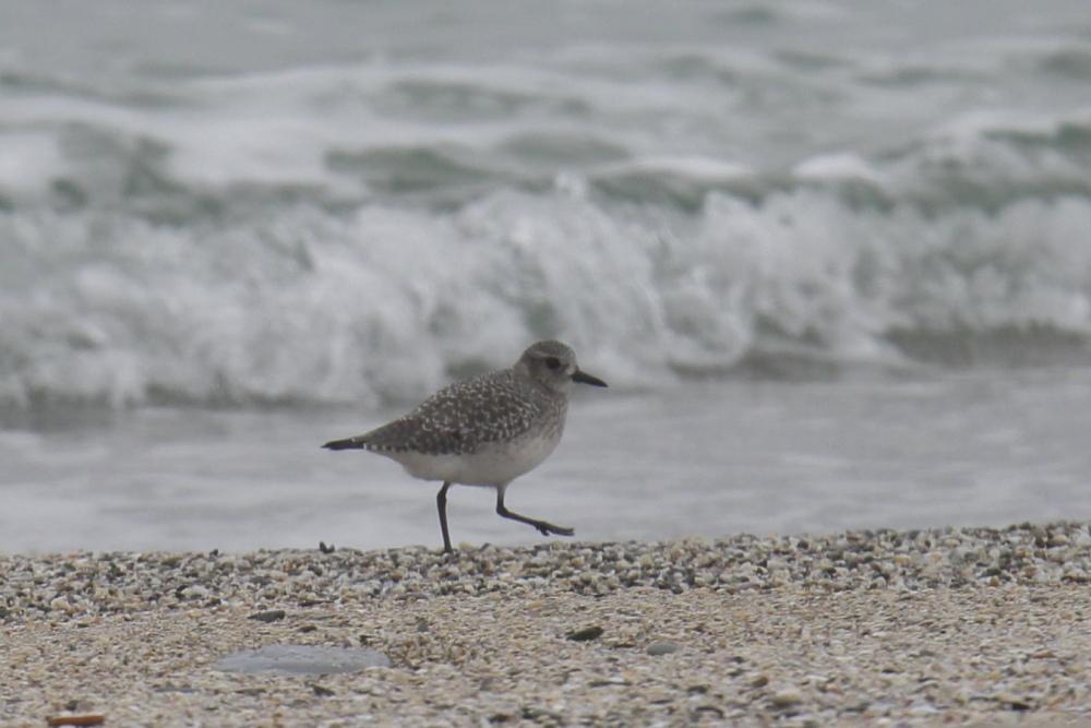 Grey Plover
