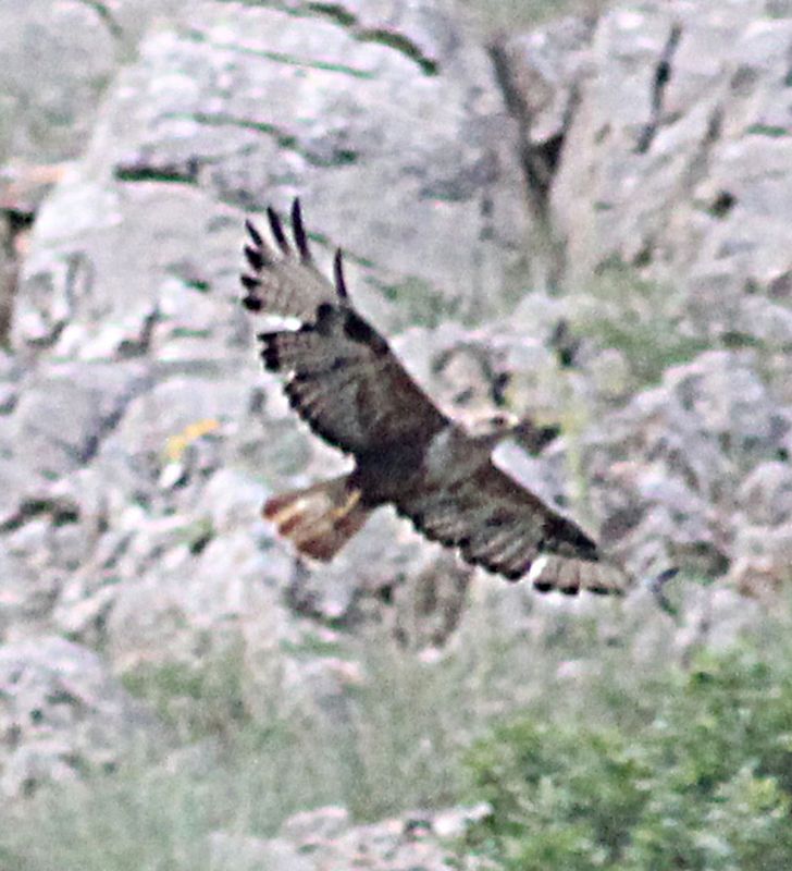 Kızıl Şahin
