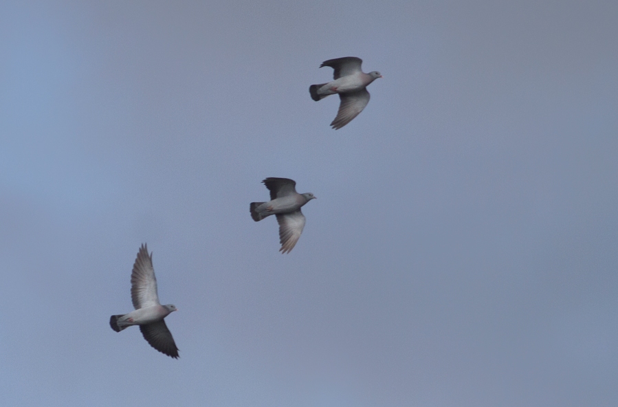 Stock Dove