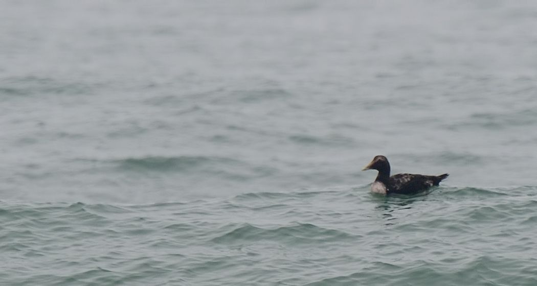 Common Eider