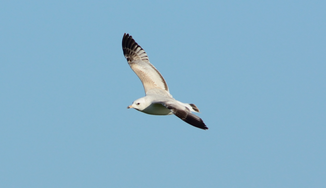 Common Gull
