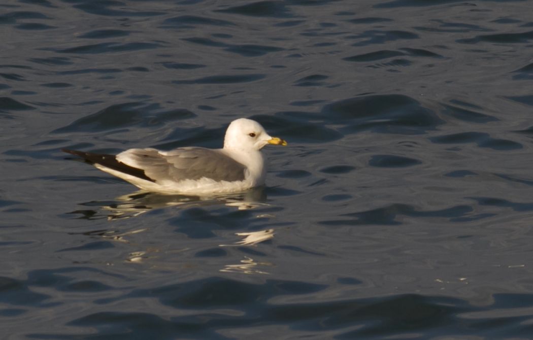 Common Gull