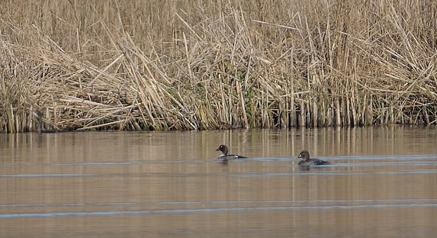 Common Goldeneye