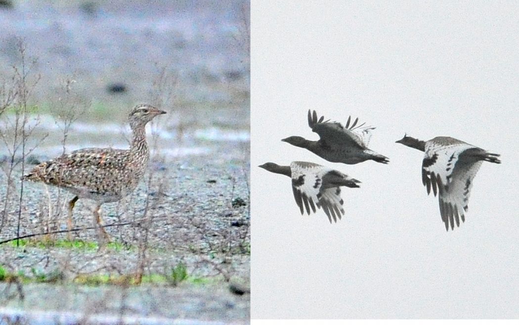 Little Bustard