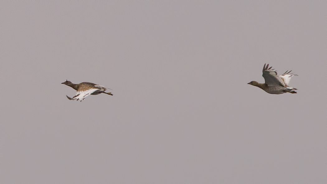 Little Bustard
