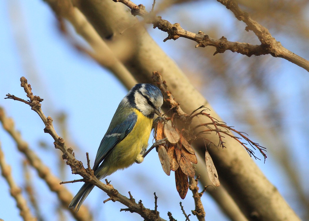 Eurasian Blue Tit