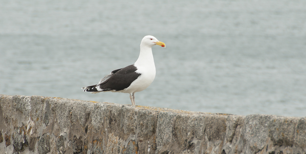 Great Black-backed Gull