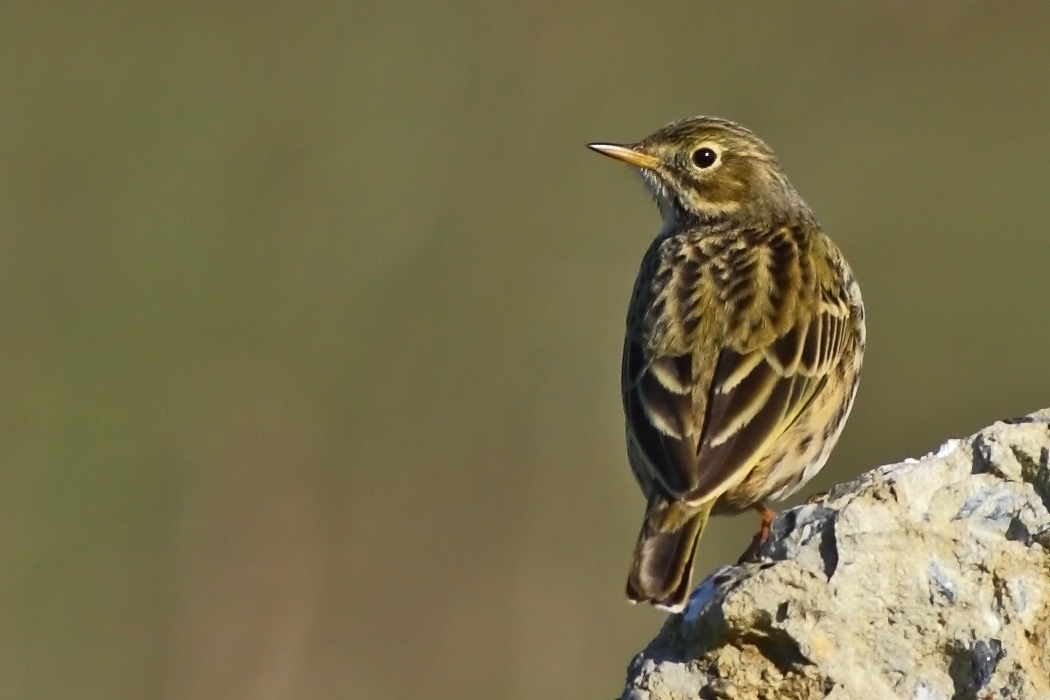 Meadow Pipit