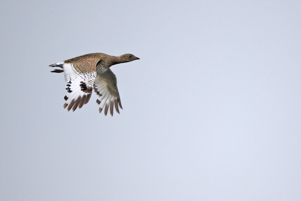 Little Bustard