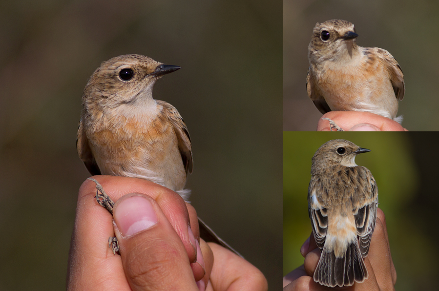 Siberian Stonechat