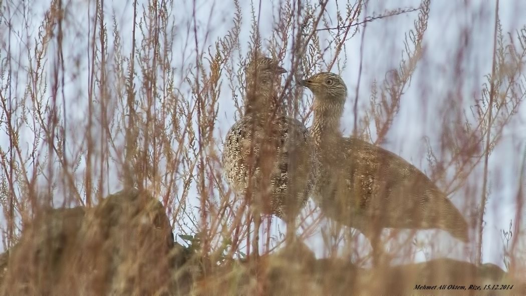 Little Bustard