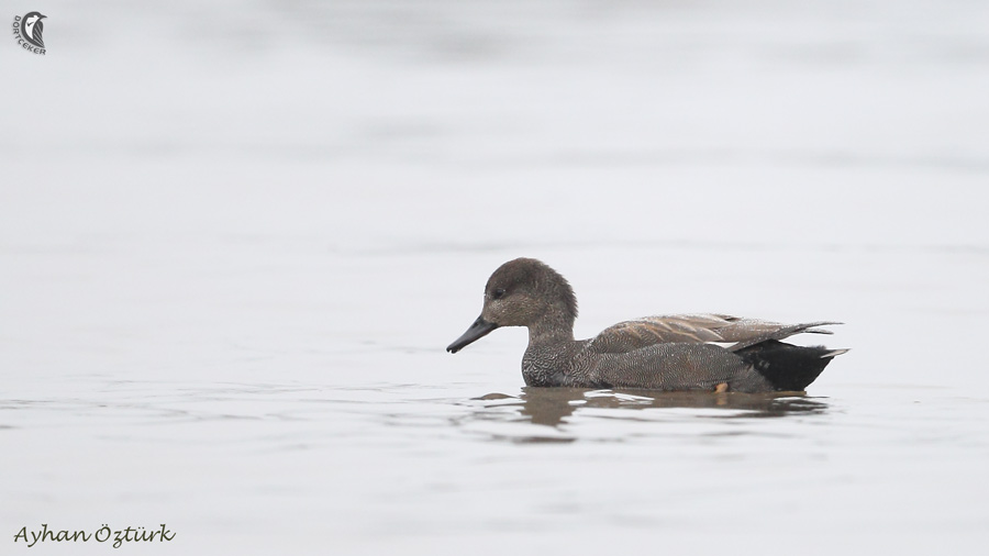 Gadwall