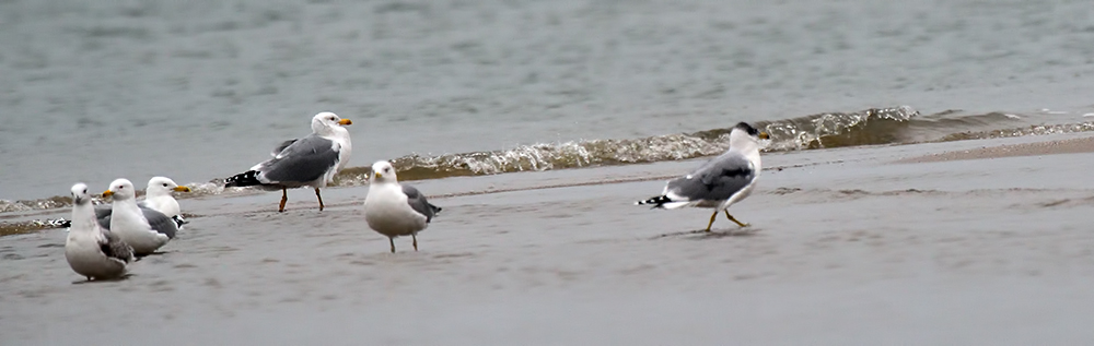 Pallas`s Gull