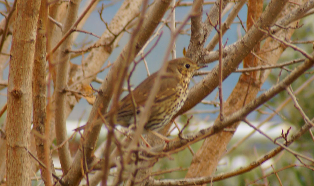 Song Thrush