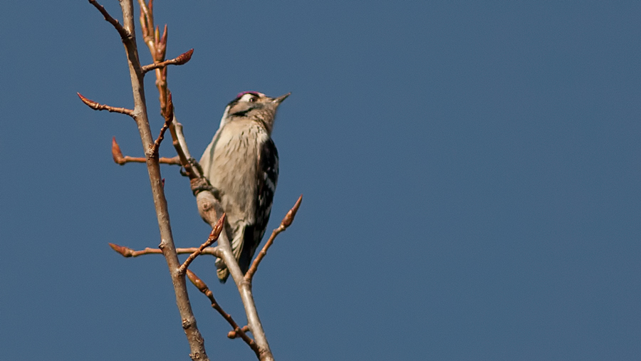 Lesser Spotted Woodpecker