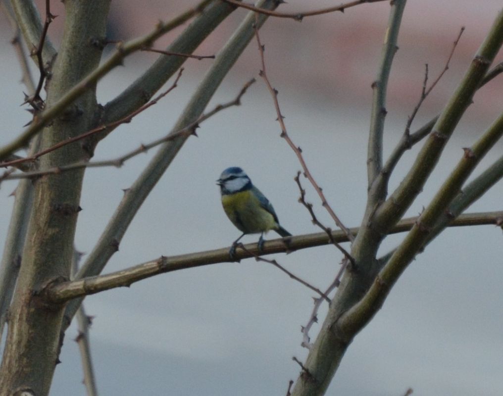 Eurasian Blue Tit