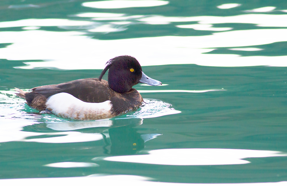 Tufted Duck