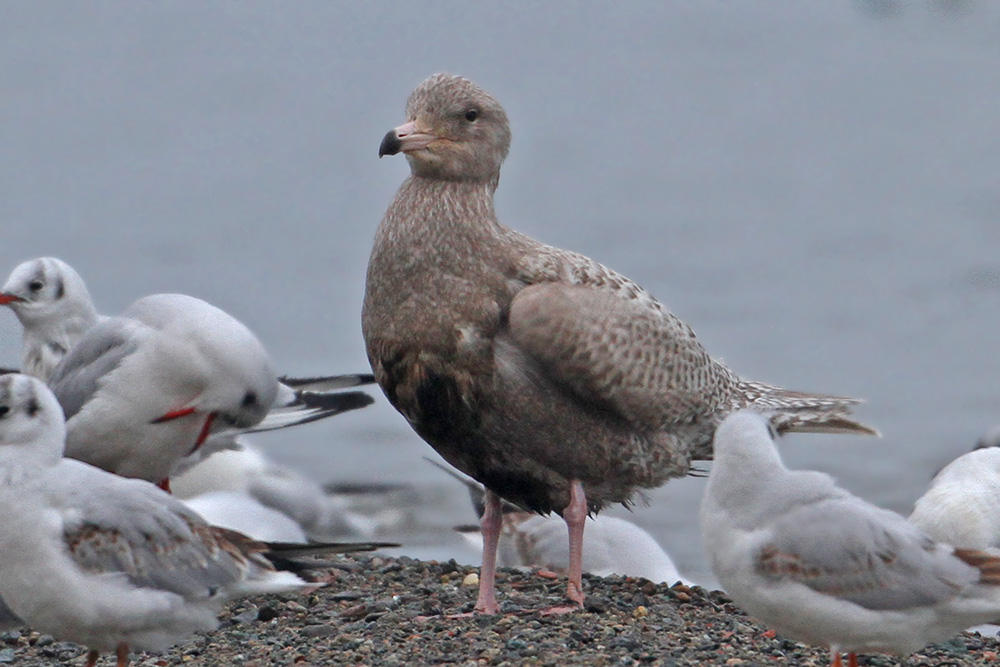 Glaucous Gull